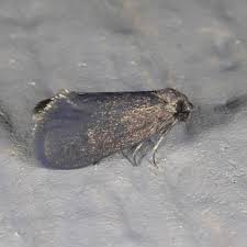 Attēlu rezultāti vaicājumam “Psyche casta”