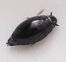 Attēlu rezultāti vaicājumam “Gyrinidae”