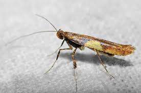 Attēlu rezultāti vaicājumam “Caloptilia alchimiella”