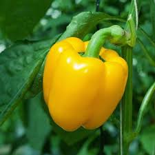 Afbeeldingsresultaat voor baby yellow sweet pepper