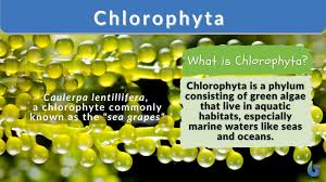 Attēlu rezultāti vaicājumam “Chlorophyta”