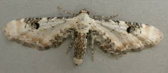 Attēlu rezultāti vaicājumam “Eupithecia centaureata”