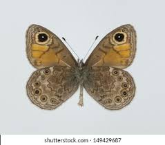 Attēlu rezultāti vaicājumam “Lasiommata petropolitana”