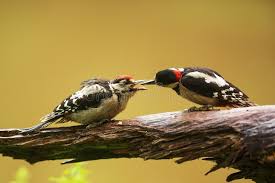 Attēlu rezultāti vaicājumam “Dendrocopos major female”