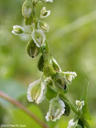 Attēlu rezultāti vaicājumam “Fallopia convolvulus fruit”