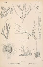 Attēlu rezultāti vaicājumam “Chaetophora pisiformis”