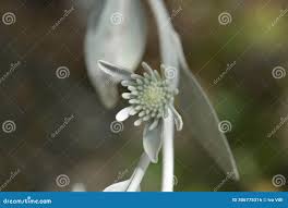 Attēlu rezultāti vaicājumam “Inula britannica bud”