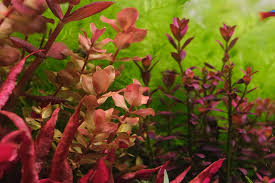 Attēlu rezultāti vaicājumam “Jungermannia sphaerocarpa”