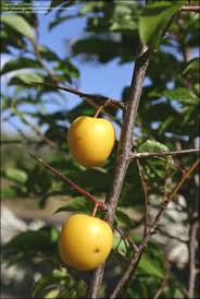 Attēlu rezultāti vaicājumam “Prunus cerasifera fruit”