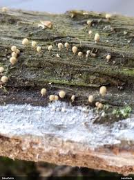 Attēlu rezultāti vaicājumam “Heterotrichia pomiformis (syn. Arcyria pomiformis)”