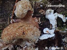 Attēlu rezultāti vaicājumam “Postia ptychogaster”