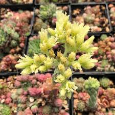 Attēlu rezultāti vaicājumam “Jovibarba globifera flower”