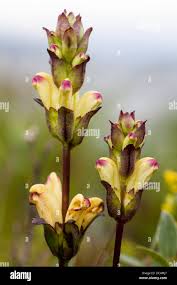 Attēlu rezultāti vaicājumam “Pedicularis sceptrum-carolinum leaf”