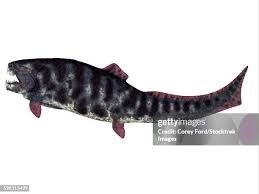 Attēlu rezultāti vaicājumam “Placodermi”