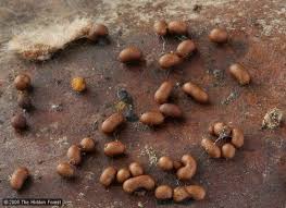 Attēlu rezultāti vaicājumam “Trichia contorta”