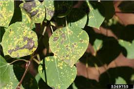 Attēlu rezultāti vaicājumam “Melampsora magnusiana”