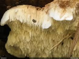 Attēlu rezultāti vaicājumam “Sarcoporia polyspora”