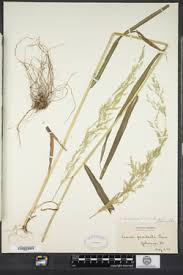 Attēlu rezultāti vaicājumam “Cinna latifolia”