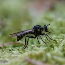 Attēlu rezultāti vaicājumam “Choerades sp.”