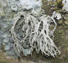 Attēlu rezultāti vaicājumam “Ramalina farinacea”