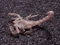 Scorpion, Vaejovis sp, molted today