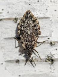 Attēlu rezultāti vaicājumam “Aradus betulae”