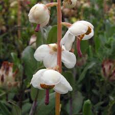 Attēlu rezultāti vaicājumam “Pyrola rotundifolia”