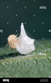 Attēlu rezultāti vaicājumam “Paidiscura pallens”