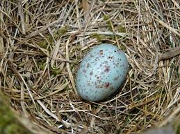 Attēlu rezultāti vaicājumam “Turdus viscivorus nest”