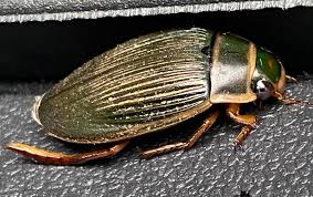 Attēlu rezultāti vaicājumam “Dytiscus marginalis”