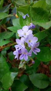 Attēlu rezultāti vaicājumam “Claytonia sibirica flower”