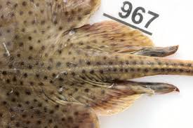 Image result for Raja polystigma