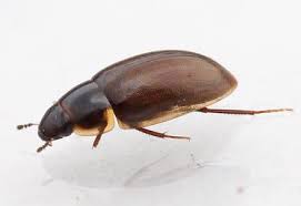 Attēlu rezultāti vaicājumam “Enochrus affinis”