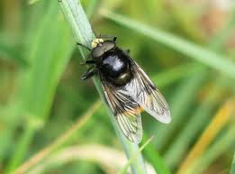 Attēlu rezultāti vaicājumam “Volucella bombylans”