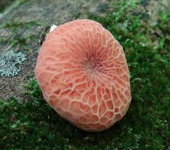 Attēlu rezultāti vaicājumam “Rhodotus palmatus”