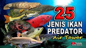 Image result for ikan
