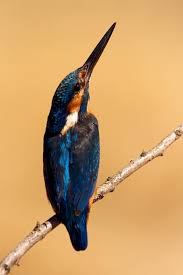 Attēlu rezultāti vaicājumam “Alcedo atthis adult”