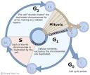 Cell Cycle p21, Depression, and Neurogenesis and in the ...