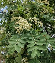 Attēlu rezultāti vaicājumam “Sorbus”
