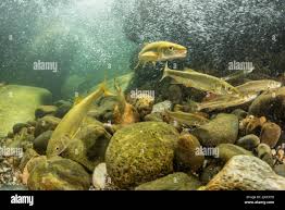 Image result for Mylopharodon conocephalus