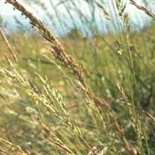 Attēlu rezultāti vaicājumam “Festuca rubra subsp. rubra fruit”