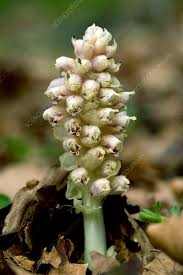 Attēlu rezultāti vaicājumam “Lathraea squamaria flower”