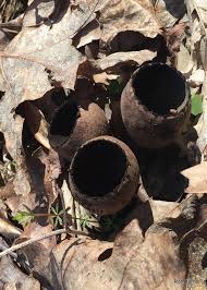 Attēlu rezultāti vaicājumam “Urnula craterium”