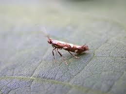 Attēlu rezultāti vaicājumam “Calybites phasianipennella”