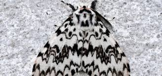 Attēlu rezultāti vaicājumam “Lymantria monacha imago”