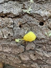 Attēlu rezultāti vaicājumam “Phleogena faginea stalked”