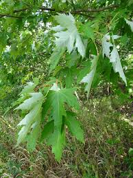 Attēlu rezultāti vaicājumam “Acer saccharinum”