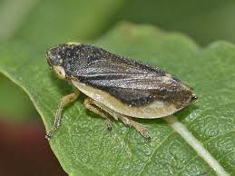 Attēlu rezultāti vaicājumam “Aphrophoridae”