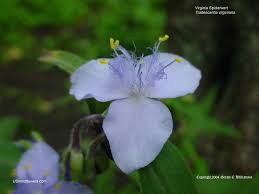 Attēlu rezultāti vaicājumam “Tradescantia virginiana”