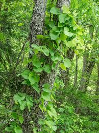 Attēlu rezultāti vaicājumam “Aristolochia durior leaf”